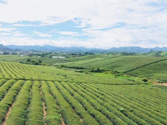 华武义县有机肥替代化肥茶园。 浙江省农业厅